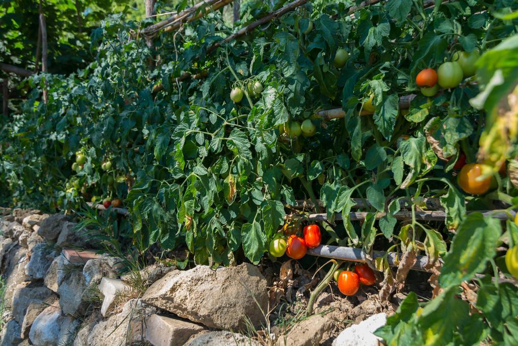 Home 4 Creativity - Coliving Calabria Montalto Uffugo Esterno foto